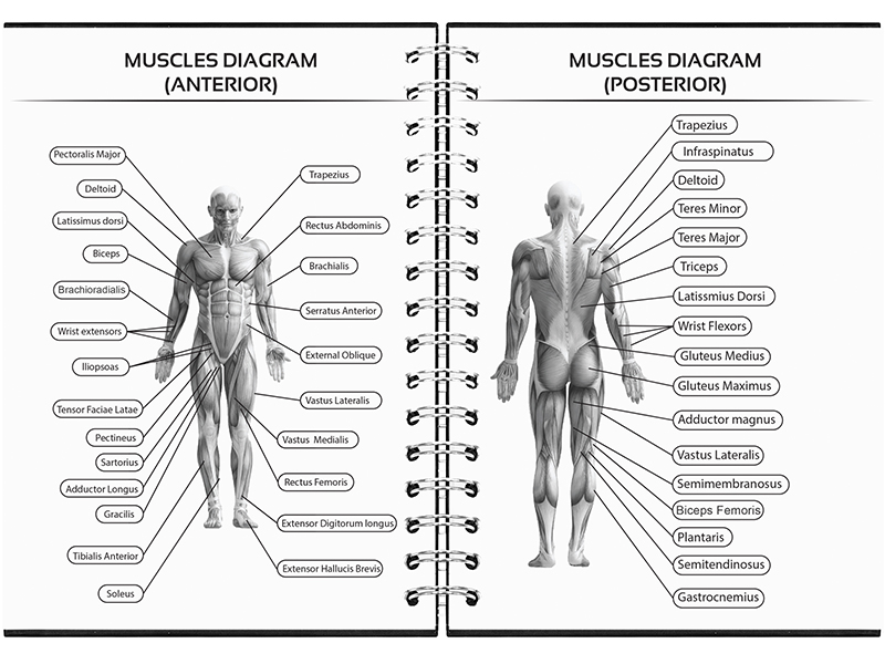 Muscles Diagram - The Fit Vision